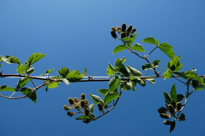 Low angle view of plant against clear blue sky