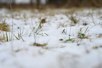 Close-up of snow on land