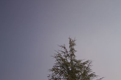 Low angle view of plant against clear sky