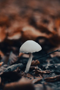 Close-up of mushroom growing in forest 