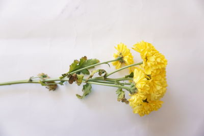 Close-up of yellow flowers against white background