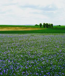 Scenic view of field against sky