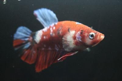 View of fish swimming in aquarium