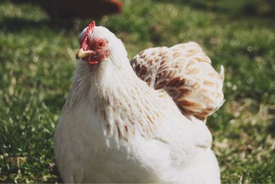 Close-up of bird