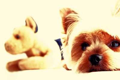 Close-up portrait of puppy