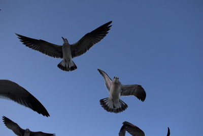 Low angle view of seagulls flying against clear sky