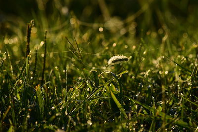 Close-up of wet grass on field