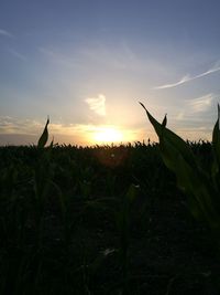 Close-up of silhouette plants on field against sky during sunset