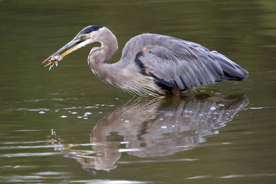 Side view of gray heron with dead fish in lake