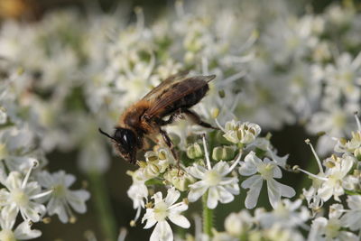 Close-up of insect on flower