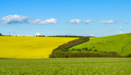 Scenic view of agricultural field against sky