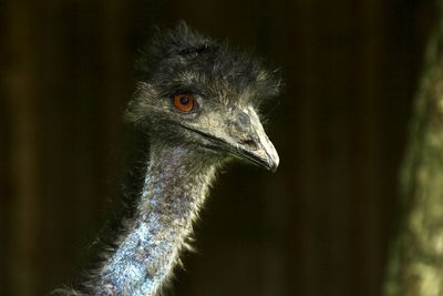 Close-up of bird