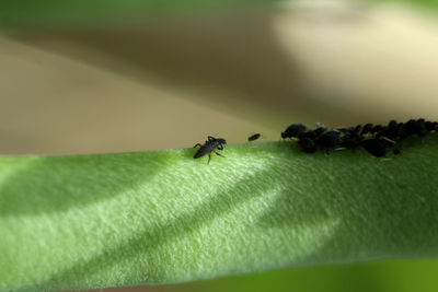 Close-up of fly on green leaf