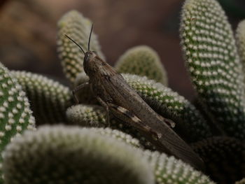 Close-up of lizard on cactus
