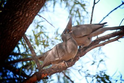 Low angle view of bird perching on tree