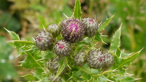 Close-up of pink flower