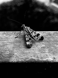 Close-up of butterfly on wood