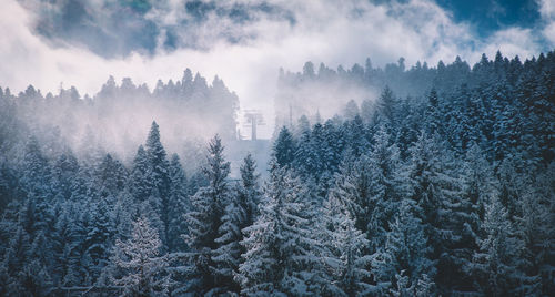 Panoramic view of pine trees in forest during winter against sky