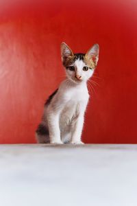 Portrait of cat sitting on red carpet