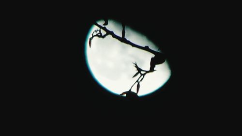 Low angle view of tree against sky