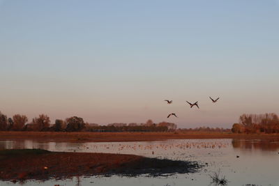 Birds flying over lake during sunset