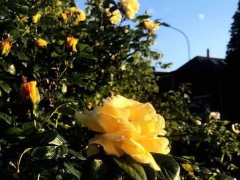 Close-up of flowers blooming outdoors