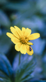 Close-up of insect on yellow flower