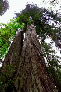 Low angle view of tree trunk in forest