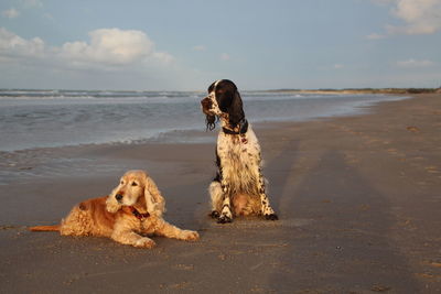 Dog on beach