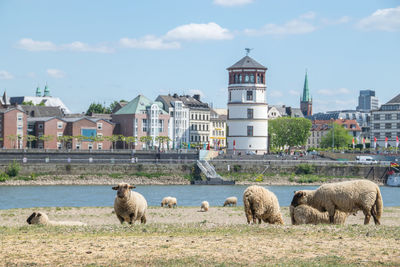 Flock of sheep grazing in city