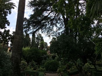 Trees in forest against sky