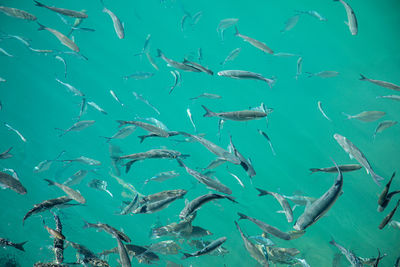 Fish swimming in sea