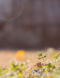 Close-up of flowering plant on field