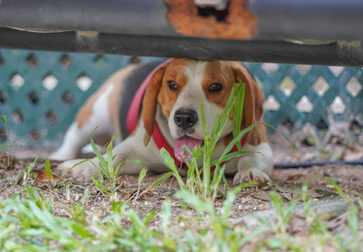 Portrait of dog relaxing outdoors