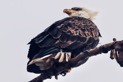 Low angle view of eagle perching on a tree