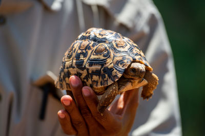 Man holds leopard tortoise up in sun