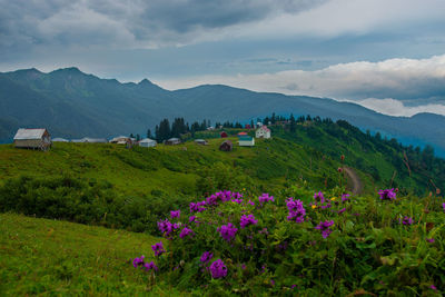 Scenic view of flowering plants on field against sky