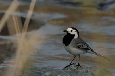 Close-up of bird wagtail perching on rock