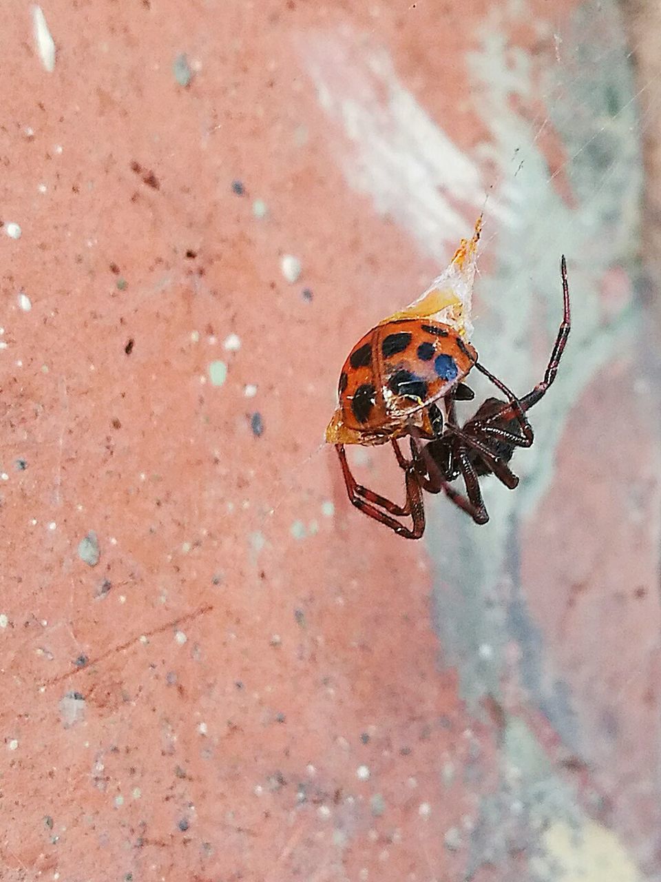 animal themes, insect, one animal, nature, outdoors, no people, animal wildlife, animals in the wild, day, close-up