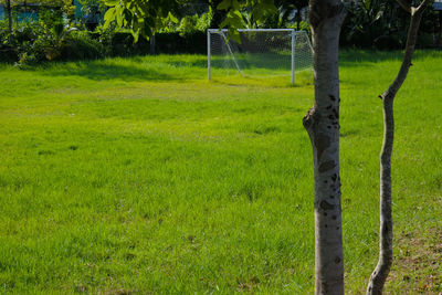 Scenic view of field