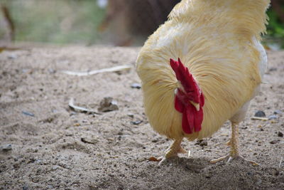 Close-up of a bird on field