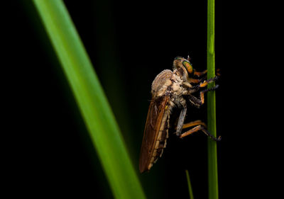 Close-up of insect on grass