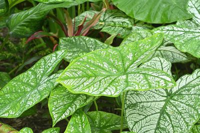 leaf