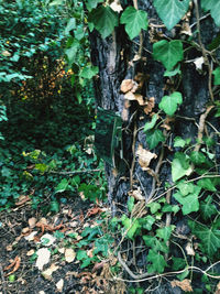 High angle view of trees growing on field