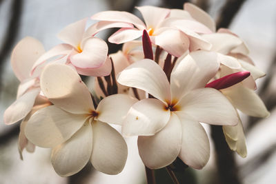 Close-up of white flowers