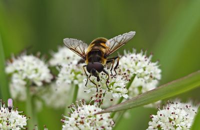 Close-up of butterfly perching on white flower