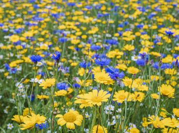 Close-up of fresh yellow flowers in field