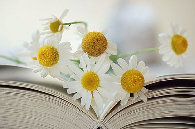 Close-up of yellow flowers on table