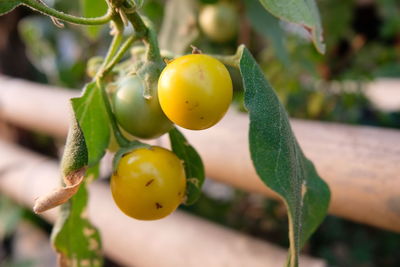 Close-up of fruits on tree