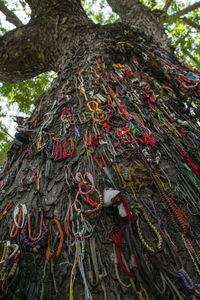 Close-up of tree trunk in forest